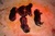 Offspring F